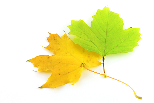 포토 JPG 해외이미지 나무 식물 계절 줄기 단풍 낙엽 잎 부분 자연 사람없음 빨간색 초록색 갈색 노란색 활발 가을 흰색 나뭇가지 그룹 변화 숲 다발 오브젝트 정맥 10월 내추럴 엘리먼트 해외202004 해외포토 컬러 컨셉 날짜 생태계 혈관 파일형식 이미지허브