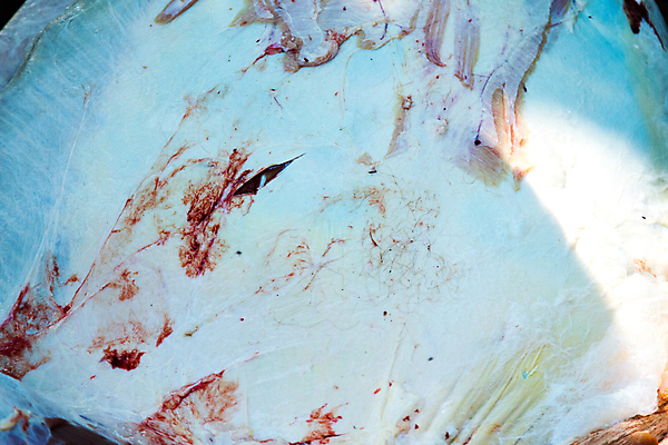 포토 JPG 해외이미지 근육 뼈 육류 사람없음 내부 진료 하트 수술 오르간 신장 칼 코드 확인 간 지역 갈비뼈 보컬 복근 지라 해외202004 해외포토 모양 식재료 의학 치료 장기_의학 건반악기 비뇨기관 파일형식 이미지허브