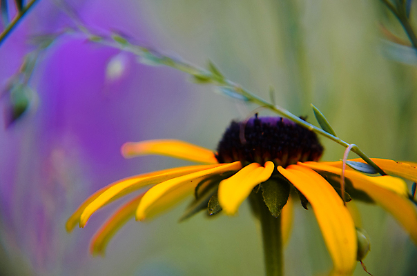 포토 JPG 해외이미지 식물 계절 꽃잎 꽃 백그라운드 꽃무늬 오렌지 자연 해바라기 국화 풍경 사람없음 야외 초록색 여름 컬러풀 노란색 정원 검은색 벚꽃 가을 시골 신선 개화 허브 원예 데이지 부드러움 청동 8월 해외202004 해외포토 컬러 무늬 과일 취미 감각 날짜 생태계 파일형식 이미지허브