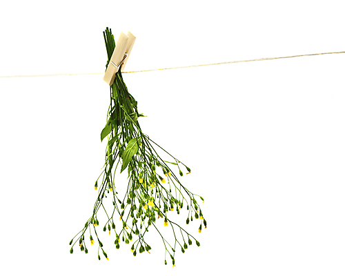 포토 JPG 해외이미지 식물 꽃 줄기 잎 매달리기 건강 요리 사람없음 초록색 노란색 흰색 개화 약초 자르기 허브 고립 자연요법 카피스페이스 해외202004 해외포토 컬러 모션 공백 풀_식물 파일형식 이미지허브