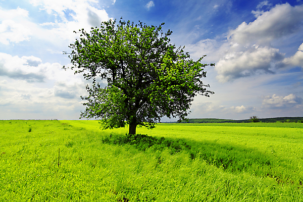 포토 JPG 해외이미지 나무 구름 계절 꽃 행복 포스터 자연 하늘 휴가 휴식 산 풍경 사람없음 야외 목재 초록색 여름 파란색 햇빛 태양 침묵 시골 보호 숲 땅 질감 장면 수평선 해외202004 해외포토 자연요소 식물 감정 컬러 컨셉 재료 소리 생태계 파일형식 이미지허브