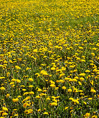 포토 JPG 해외이미지 나무 식물 계절 공원 여행 백그라운드 밭 자연 하늘 파노라마 풍경 사람없음 야외 초록색 여름 파란색 태양 노란색 환경 봄 시골 숲 땅 장면 내추럴 넘어짐 수평선 해외202004 해외포토 자연요소 공공시설 컬러 농업 모션 촬영기법 생태계 파일형식 이미지허브