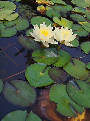 포토 JPG 해외이미지 식물 계절 공원 꽃잎 꽃 줄기 백그라운드 잎 꽃무늬 패턴 자연 추상 동양인 사람없음 장식 초록색 물 정원 봄 벚꽃 연못 개화 우아함 묘사 꽃가루 내추럴 꽃수술 해외202004 해외포토 자연요소 공공시설 컬러 컨셉 무늬 인종 가루 생태계 파일형식 이미지허브