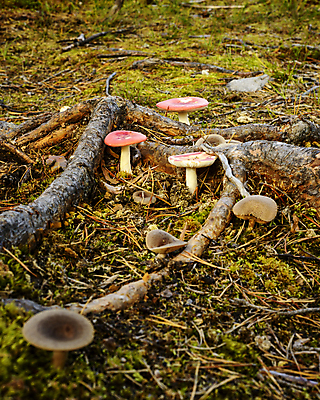 포토 JPG 해외이미지 유럽 자연 북유럽 노르웨이 풍경 사람없음 야외 버섯 가을 곰팡이 스칸디나비아 해외202004 해외포토 계절 나라 생태계 파일형식 이미지허브