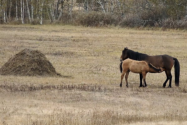 포토 JPG 해외이미지 동물 음식 2 밭 장난 포유류 모션 자연 풍경 사람없음 초록색 여름 달리기 농장 갈색 맑음 가축 산책 에너지 자유 가을 만 그룹 승마 떨어짐 군중 방목 속도 갈기 밀짚 기르기 무료 해외202004 해외포토 계절 스포츠 컬러 컨셉 농업 날씨 휴식 사람 짚 축산업 생태계 돌봄 파일형식 이미지허브