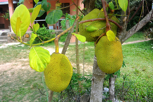 포토 JPG 해외이미지 계절 음식 줄기 농업 다이어트 아프리카 함께함 바나나 매달리기 건강 육류 씨앗 사람없음 빛 농장 수확 성장 아기 시간 최고 원형 거친 가시 원주민 큼 인도인 수집 파인애플 브런치 발리 인도네시아 무거움 잭 나쁜 방글라데시 밭일 생태학 탄자니아 그리너리 해외202004 해외포토 도형 외국인 식물 교육 나라 산업 아시아 섬 컨셉 과일 식재료 모션 사람 동양인 식사 아프리카인 무게 크기 열대과일 남아시아 파일형식 트랜드컬러 이미지허브