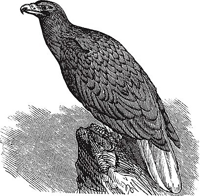 EPS 해외이미지 동물 유럽 야생동물 날개 일러스트 자연 조류 하늘 미술 검은색 자유 수확 골동품 흰색 먹이 깃털 그림 꼬리 독수리 육식동물 육식 판화 멸종 옛날 웅장함 해외202004 해외일러스트 나라 컬러 컨셉 농업 문화예술 생태계 파일형식 벡터 이미지허브