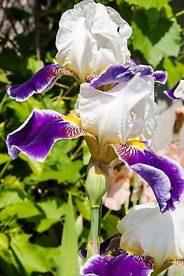 포토 JPG 해외이미지 식물 디자인 계절 꽃잎 꽃 줄기 꽃무늬 자연 추상 수염 사람없음 초록색 여름 파란색 컬러풀 평화 우주 정원 침묵 봄 벚꽃 제비꽃 묘사 붓꽃 내추럴 해외202004 해외포토 컬러 컨셉 무늬 소리 생태계 파일형식 이미지허브