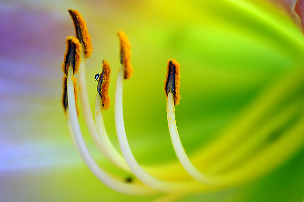 포토 JPG 해외이미지 식물 꽃 자연 사람없음 초록색 노란색 정원 보라색 봄 성장 벚꽃 벌레 작음 꽃가루 꽃수술 해외202004 해외포토 계절 컬러 곤충 크기 가루 생태계 파일형식 이미지허브