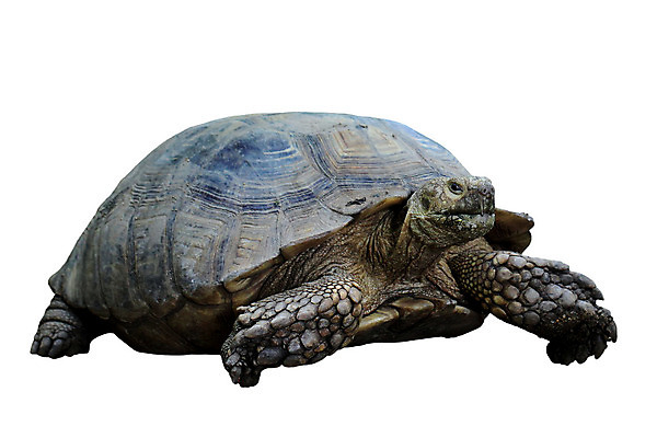 포토 JPG 해외이미지 나무 동물 야생동물 백그라운드 포유류 자연 동물원 사람없음 야외 반려동물 거북이 숲 사파리 피부 사냥 방패 느림 등딱지 해외202004 해외포토 식물 파충류 신체부위 생태계 파일형식 이미지허브