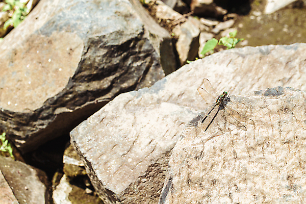 포토 JPG 해외이미지 동물 야생동물 곤충 백그라운드 패턴 일러스트 태국 자연 추상 휴식 앉기 사람없음 빨간색 초록색 물 파란색 컬러풀 태양 노란색 검은색 봄 용 닫기 벌레 잠자리 소프트포커스 숲 M 고립 해외202004 해외포토 자연요소 알파벳 계절 아시아 컬러 컨셉 무늬 모션 촬영기법 생태계 파일형식 이미지허브