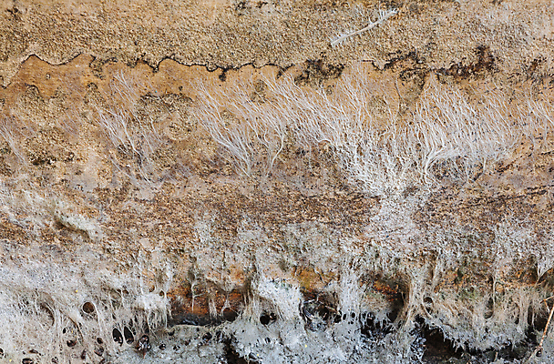 포토 JPG 해외이미지 식물 벽 백그라운드 패턴 자연 표면 추상 건조 이끼 미술 사람없음 초록색 묘사 질감 나무껍질 점토 내추럴 땅바닥 옛날 해외202004 해외포토 나무 컬러 무늬 문화예술 바닥 껍질 생태계 파일형식 이미지허브