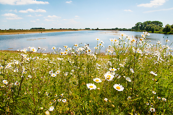 포토 JPG 해외이미지 꽃 자연 풍경 사람없음 물 여름 강 흰색 네덜란드 데이지 해외202004 해외포토 자연요소 식물 계절 유럽 컬러 생태계 파일형식 이미지허브
