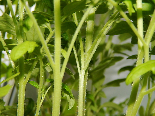 포토 JPG 해외이미지 식물 백그라운드 잎 자연 건강 사람없음 초록색 정원 성장 도자기 닫기 냄비 허브 원예 내추럴 백리향 심기 오레가노 해외202004 해외포토 컬러 모션 취미 솥 생태계 파일형식 이미지허브