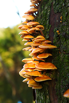 포토 JPG 해외이미지 나무 식물 계절 야생동물 백그라운드 오렌지 자연 선반 이끼 사람없음 야외 목재 가로 노란색 환경 버섯 가을 시골 죽음 숲 큼 나무껍질 내추럴 기생충 곰팡이 삼림지대 썩음 옛날 해외202004 해외포토 동물 컬러 가구 과일 재료 껍질 바이러스 크기 생태계 파일형식 이미지허브