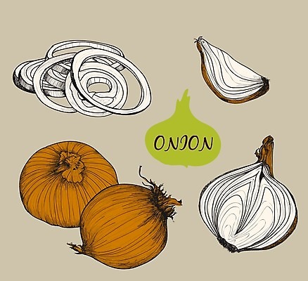 EPS 해외이미지 음식 조각 채소 일러스트 재료 양파 흑백 요리 그래픽 정원 반지 조미료 허브 향신료 그림 뿌리 향료 판화 개조 해외202004 해외일러스트 식물 장신구 촬영기법 미술 향기 냄새 향미료 파일형식 벡터 이미지허브