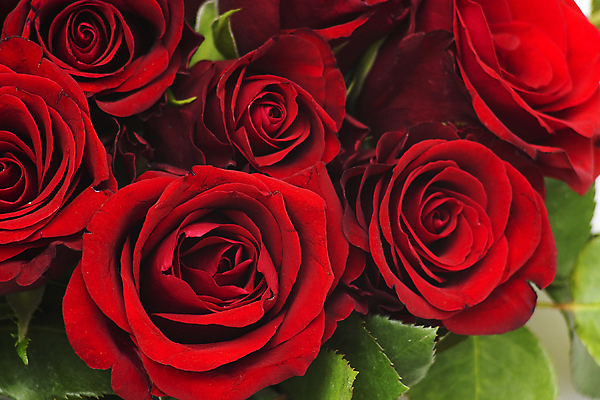 포토 JPG 해외이미지 꽃 사람없음 물 장미 정원 감사 해외202004 해외포토 자연요소 식물 감정 파일형식 이미지허브