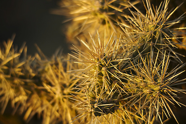 포토 JPG 해외이미지 자연 조명 선인장 사람없음 초록색 빛 햇빛 노란색 미국 침묵 고요 일몰 새벽 사막 가시 애리조나 내추럴 해외202004 해외포토 자연요소 식물 컬러 북아메리카 태양 노을 소리 생태계 파일형식 이미지허브