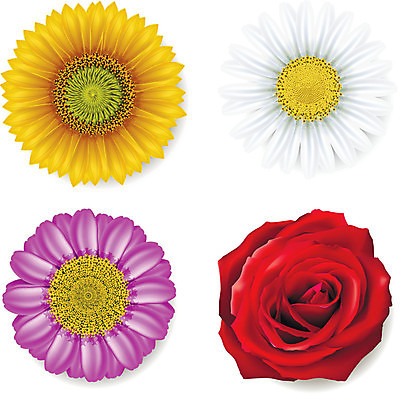 EPS 해외이미지 식물 디자인 계절 꽃잎 꽃 분홍색 꽃무늬 오렌지 일러스트 자연 해바라기 장식 여름 세트 장미 노란색 유행 정원 스파 봄 활발 벚꽃 흰색 인사 신선 허브 심볼 순수 오브젝트 데이지 강렬 고립 엘리먼트 해외202004 해외일러스트 컬러 컨셉 무늬 과일 예절 생태계 파일형식 벡터 이미지허브