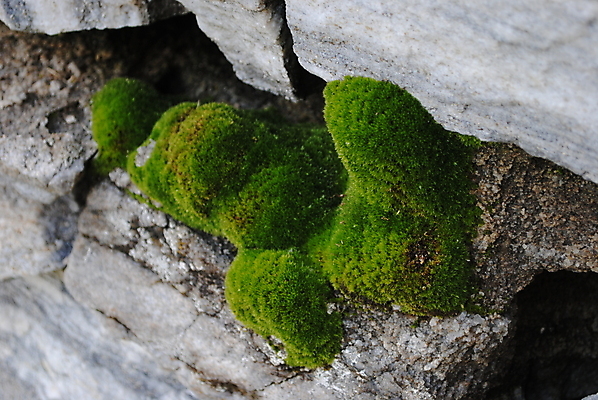 포토 JPG 해외이미지 이끼 사람없음 해외202004 해외포토 파일형식 이미지허브