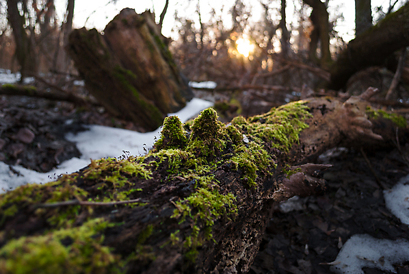 포토 JPG 해외이미지 나무 겨울 자연 이끼 사람없음 초록색 태양 갈색 일몰 숲 해외202004 해외포토 자연요소 식물 계절 컬러 노을 생태계 파일형식 이미지허브