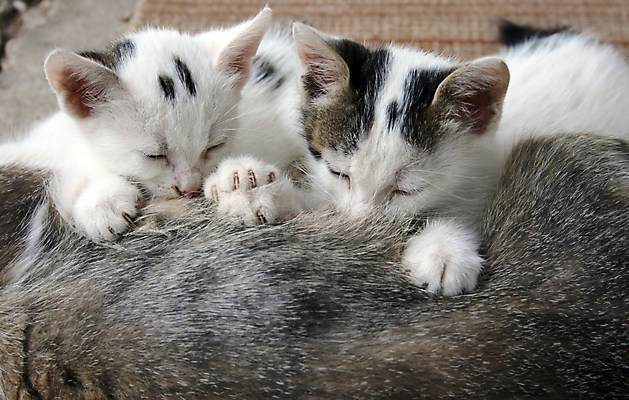 포토 JPG 해외이미지 동물 여자 어린이 2 포유류 가족 엄마 사랑 사람없음 야외 빨간색 반려동물 컬러풀 검은색 고양이 줄무늬 회색 흰색 그룹 닫기 달콤 핥기 빨다 먹이 가슴 배고픔 돌봄 수유 해외202004 해외포토 감정 컬러 무늬 관계 모션 사람 신체부위 맛 파일형식 이미지허브
