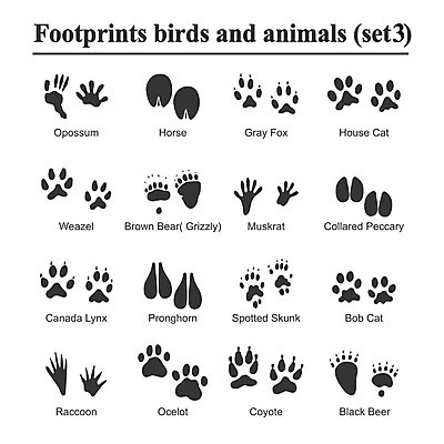 EPS 해외이미지 모양 동물 실루엣 야생동물 백그라운드 일러스트 포유류 자국 자연 조류 그래픽 반려동물 세트 검은색 고양이 흰색 인쇄 발자국 수집 심볼 사인 윤곽 여우 고립 선로 양발 자취 해외202004 해외일러스트 컬러 촬영기법 생태계 파일형식 벡터 이미지허브