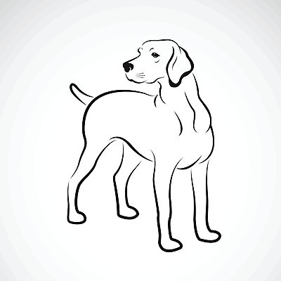 EPS 해외이미지 라인일러스트 일러스트 사람없음 반려동물 검은색 흰색 개 강아지 래브라도리트리버 해외202004 해외일러스트 동물 컬러 포유류 리트리버 파일형식 벡터 이미지허브