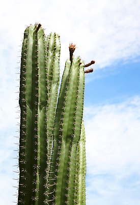 포토 JPG 해외이미지 나무 식물 구름 여행 백그라운드 자연 하늘 산 선인장 건조 풍경 사람없음 초록색 여름 파란색 정원 사막 뜨거움 큼 척추 날카로움 봉황 서쪽 해외202004 해외포토 자연요소 계절 컬러 뼈 크기 방향 생태계 파일형식 이미지허브