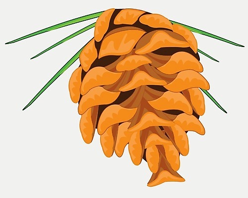 EPS 해외이미지 나무 식물 크리스마스 일러스트 자연 초록색 갈색 소나무 오브젝트 흰배경 전나무 삼나무 엘리먼트 해외202004 해외일러스트 기념일 컬러 백그라운드 흰색 생태계 파일형식 벡터 이미지허브