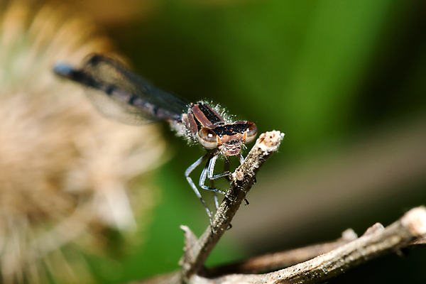 포토 JPG 해외이미지 꽃 야생동물 곤충 날개 자연 사람없음 물 잡초 잠자리 뒤뜰 해외202004 해외포토 자연요소 식물 동물 생태계 파일형식 이미지허브