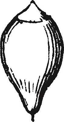 EPS 해외이미지 선 일러스트 이끼 미술 검은색 수확 흰색 그림 판화 방광 해외202004 해외일러스트 컬러 농업 문화예술 비뇨기관 파일형식 벡터 이미지허브