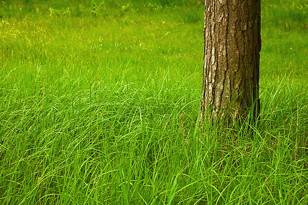 포토 JPG 해외이미지 나무 식물 1 계절 공원 자연 사람없음 야외 초록색 환경 성장 소나무 숲 큼 나무껍질 내추럴 수목 해외202004 해외포토 공공시설 컬러 껍질 크기 생태계 파일형식 이미지허브