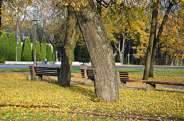 포토 JPG 해외이미지 나무 계절 공원 유럽 가구 잎 벤치 의자 휴식 거리 사람없음 야외 초록색 울타리 노란색 가을 도시 11월 정사각형 10월 해외202004 해외포토 도형 식물 공공시설 나라 컬러 생활용품 컨셉 담장 날짜 파일형식 이미지허브