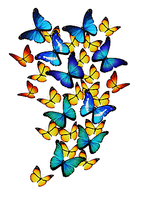 포토 JPG 해외이미지 나비 백그라운드 선물 사람없음 초록색 파란색 빛 컬러풀 노란색 검은색 봄 흰색 축하 편지 수집 싱글 내추럴 고립 구성 무료 터키석 많음 해외202004 해외포토 계절 컬러 곤충 컨셉 보석 파일형식 이미지허브