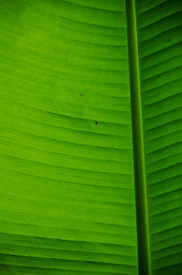 포토 JPG 해외이미지 나무 식물 디자인 계절 선 백그라운드 잎 패턴 자연 벽지 추상 바나나 손바닥 사람없음 장식 초록색 빛 컬러풀 햇빛 환경 정원 봄 성장 나뭇가지 신선 숲 큼 다발 묘사 질감 섬유 정맥 대각선 내추럴 광합성 생태학 해외202004 해외포토 손 교육 컬러 무늬 과일 태양 직물 크기 생태계 혈관 파일형식 이미지허브