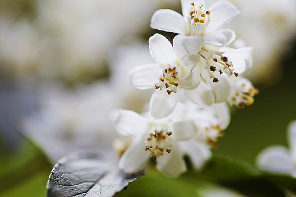 포토 JPG 해외이미지 나무 식물 계절 꽃잎 꽃 꽃다발 백그라운드 잎 꽃무늬 자연 하늘 사람없음 야외 초록색 파란색 빛 환경 정원 봄 벚꽃 흰색 나뭇가지 신선 개화 향기 아로마 부드러움 내추럴 취급주의 해외202004 해외포토 컬러 무늬 경고 감각 생태계 냄새 파일형식 이미지허브