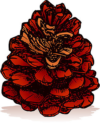 EPS 해외이미지 계절 크리스마스 겨울 일러스트 자연 휴가 장식 갈색 소나무 스케치 솔방울 원뿔 해외202004 해외일러스트 도형 나무 기념일 컬러 미술 생태계 파일형식 벡터 이미지허브