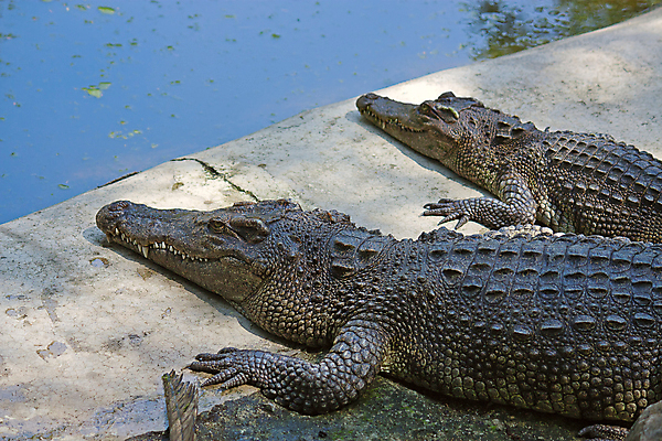 포토 JPG 해외이미지 동물 파충류 태국 자연 동물원 사람없음 위험 무서움 그림 육식동물 악어 새장 동물상 푸켓 해외202004 해외포토 감정 아시아 컨셉 조형물 생태계 케이지 파일형식 이미지허브