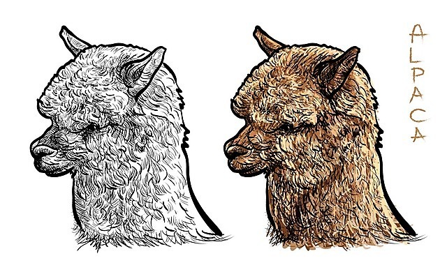 EPS 해외이미지 동물 응시 백그라운드 일러스트 포유류 자연 털 농장 갈색 머리 가축 흰색 스케치 양모 고립 라마 알파카 페루 해외202004 해외일러스트 시선 컬러 농업 미술 신체부위 직물 남아메리카 생태계 파일형식 벡터 이미지허브