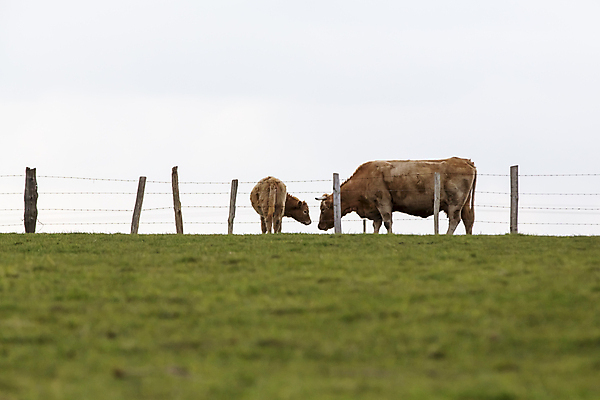 포토 JPG 해외이미지 동물 밭 농업 포유류 자연 뿔 풍경 사람없음 초록색 농장 농경지 갈색 환경 가축 침묵 봄 목장 소고기 우유 프랑스 종 시골 소 방목 허브 유기농 생물학 송아지 노르망디 바이오 밭일 위기 찰과상 해외202004 해외포토 식물 웰빙 계절 교육 유럽 산업 새끼 컬러 유제품 육류 소리 축산업 상처 생태계 파일형식 이미지허브