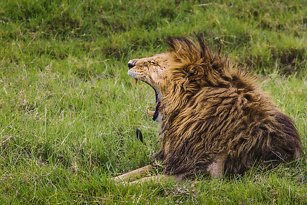 포토 JPG 해외이미지 동물 공원 여자 야생동물 포유류 아프리카 자연 앉기 사람없음 야외 세계 환경 검은색 고양이 황무지 치아 위험 사자 큼 왕 사파리 리더 육식동물 갈기 사냥꾼 멸종 케냐 동쪽 내추럴 세렝게티 웅장함 전국 탄자니아 해외202004 해외포토 직업 공공시설 나라 컬러 컨셉 모션 사람 반려동물 소화기관 크기 방향 생태계 파일형식 이미지허브