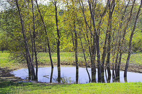 포토 JPG 해외이미지 나무 식물 구름 실루엣 백그라운드 겨울 패턴 자연 하늘 추상 사람없음 야외 파란색 봄 성장 가을 흰색 숲 묘사 브런치 자작나무 해외202004 해외포토 자연요소 계절 컬러 무늬 촬영기법 식사 생태계 파일형식 이미지허브