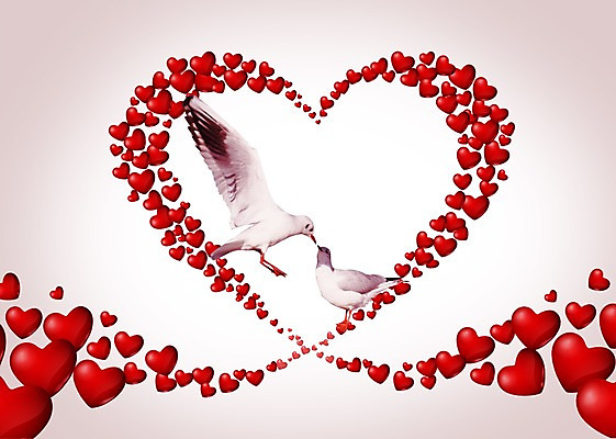 PSD 동물 편집 편집이미지 커플 한쌍 컬러 두마리 무늬 패턴 조류 키스 사랑 사람없음 빨간색 3D 하트 애정표현 이미지편집 편집3D 모양 감정 2 관계 표현 디지털합성 파일형식