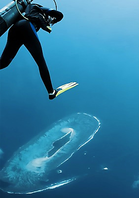 주간 전신 PSD 편집 편집이미지 바다 레저 한명 사람 야외 공중 레포츠 하이앵글 3D 점프 장비 수상스포츠 잠수부 오리발 다이빙 스쿠버다이빙 산소통 산소호흡기 이미지편집 편집3D 자연요소 1 스포츠 뷰포인트 모션 통 수영 전문직 디지털합성 수중스포츠 파일형식