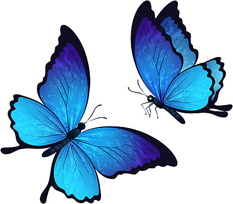 동물 아이콘 컬러 나비 곤충 두마리 입체아이콘 디테일아이콘 사람없음 파란색 디지털 입체 오브젝트 디테일 2D아이콘 AI파일 2 파일형식 벡터