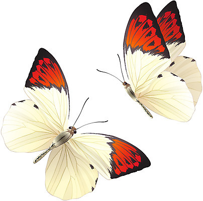 동물 아이콘 나비 곤충 두마리 입체아이콘 디테일아이콘 사람없음 디지털 입체 오브젝트 디테일 2D아이콘 AI파일 2 파일형식 벡터