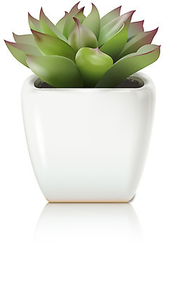 식물 아이콘 화분 잎 선인장 입체아이콘 디테일아이콘 사람없음 디지털 풀 입체 오브젝트 디테일 2D아이콘 AI파일 파일형식 벡터