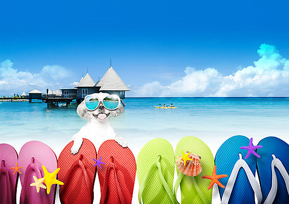 PSD 구름 편집이미지 척추동물 한마리 해외 잡화 계절 반려견 바다 해외여행 신발 포유류 하늘 휴가 조개 휴식 불가사리 슬리퍼 주택 사람 풍경 여러명 해변 여름 반려동물 컬러풀 선글라스 모형 여러개 보트 개 강아지 샌들 쪼리 수상가옥 바나나보트 반려 여러켤레 이미지편집 자연요소 동물 1 안경 컬러 여행 다수 컨셉 배_교통 어패류 극피동물 건물 파일형식