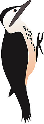 EPS 해외이미지 클립아트 나무 실루엣 선 백그라운드 날개 일러스트 조류 산 미술 빨간색 머리 검은색 가수 흰색 그림 비둘기 부리 부엉이 노크 캡모자 황새 해외202004 해외일러스트 식물 동물 모자_잡화 컬러 문화예술 촬영기법 신체부위 음악가 파일형식 벡터 이미지허브